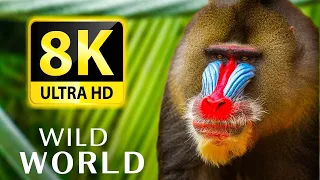 WILD WORLD 8K ULTRA HD - Wild Animals And Animals With Real Nature Sounds