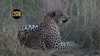 safariLIVE - Sunset Safari - April 16, 2019