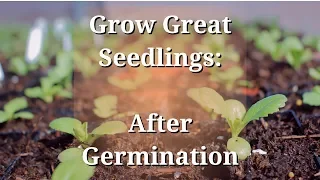 Grow Great Seedlings: After Germination