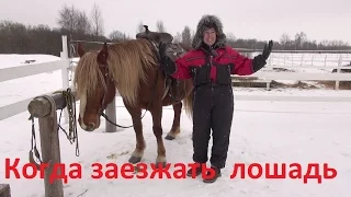 Когда пора заезжать лошадь