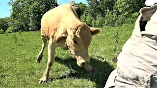 Mother cow charges man to defend her newborn calf