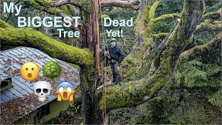 Gigantic Dead Maple Removal! Biggest dead tree I've ever removed