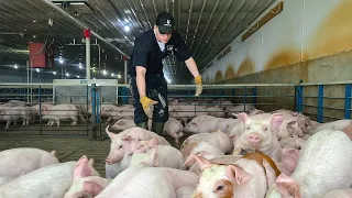 Pulling Piglets