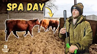 Pre Calving Cow Preparations | Hedge Cutting DISASTER! | Baldys Farm Merchandise