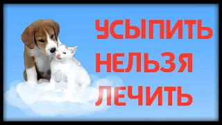 Эвтаназия животных. Усыпить_нельзя_лечить