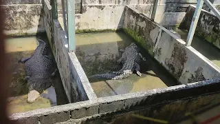 crocodile 4