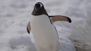 Penguin Walk Antarctica