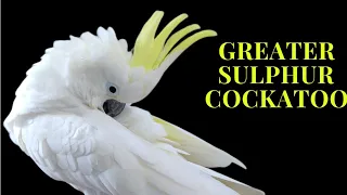 Greater Sulphur Crested Cockatoo only @Shaikh.tanveer