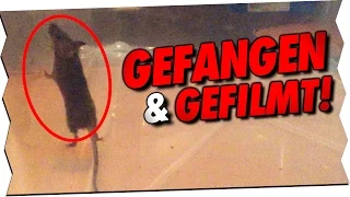 ENDLICH! MAUS GEFANGEN & GEFILMT!