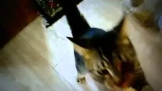 ▶ Моя кошка любит хлеб  My cat loves bread    YouTube 360p