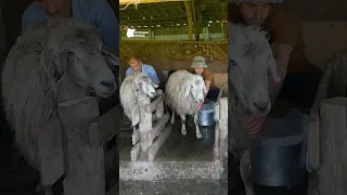 🐑Чи вигідно займатися вівчарством — розповідає чоловік, який має 760 овець #shorts #вівці