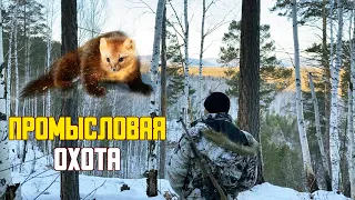 Промысловая охота. Охота на соболя в сибири. Охота с собакой, по следам лосей.