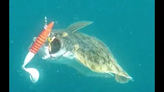 halibut strike caught on waterwolf underwater camera