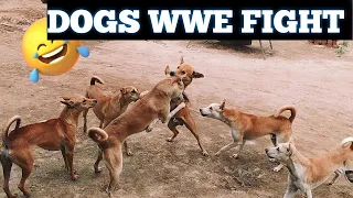 DOGS FIGHT /funny video #funny #animals #dogs #funnydogfight