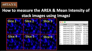 How to measure the AREA and Mean Intensity of Stack Images using ImageJ