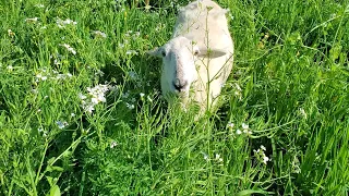 Sheep Eating Forage