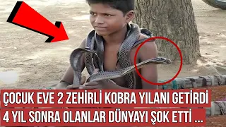 Çocuk Ormanda Bulduğu İki Kobra Yılanını Eve Getirdi, 4 Yıl Sonra Bakın Ne Oldu