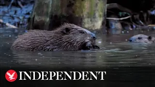 Beavers designated as native species in England