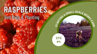 BED PREP & PLANTING RASPBERRIES in the MARKET GARDEN | SMALL SCALE BERRY FARMING | FOOD FOREST FARM