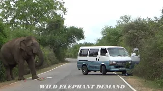 7 vans attacked by the same ferocious wild elephant.