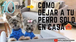 Como dejar a tu perro solo en casa-Tips by Natalia Ospina