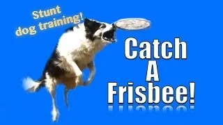 How to Teach your Dog to Catch a Frisbee in the Air
