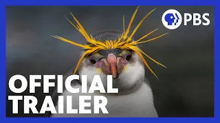 Penguins: Meet the Family | Official Trailer | NATURE | PBS