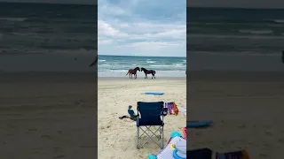 A couple of wild horses ran by while we were on the beach today