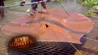 Catching A Full-Grown Male Stingray | STINGRAY | River Monsters