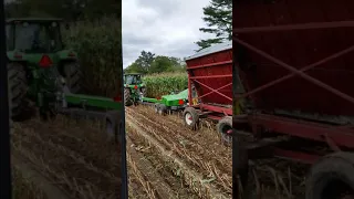 2018 corn silage dion 2430