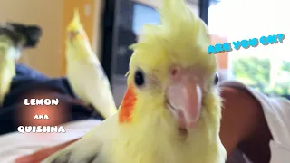 Birds' Reactions when Seeing a Person Getting Sick