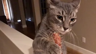 Cat learns about dog bone