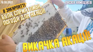 🍯Викачка АКАЦІЇ🍯 Нарешті дочекались цього меду.