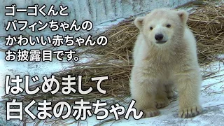 かわいいホッキョクグマの赤ちゃんのお披露目 天王寺動物園 Baby Polar Bear at Tennoji Zoo