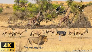 4K African Wildlife: Tsavo West National Park, Kenya - Scenic Wildlife Film With Real Sounds