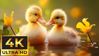 Heals the heart and health with Baby Animals Video (4K) ~ Soothing music, deeply relaxes