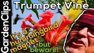 Trumpet Vine - BEWARE this Hummingbird Magnet has a Dangerous Side - Why grow Campsis Radicans