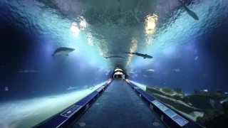 Shark tunnel at L 'Oceanográphic, Valencia, Spain