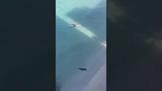 Hawaiian Monk seal protects pup from Swimmer after heading warnings from lifeguards  - Aloha Army