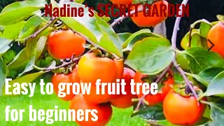 Easy to grow fruit tree for beginners and a must to plant if you live in Texas.  Fuyu Persimmon