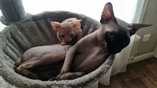 Sphynx  kitten's  exploring