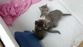 Funny kittens fight for power🤣🤣🤣