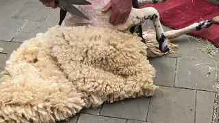 Pro sheep shearer shearing a sheep!!!#viral #sheep