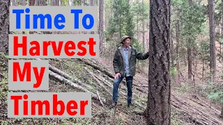 How to Know When it’s Time to Harvest Timber on Forest Land