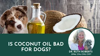 Coconut Oil Controversy: Unveiling the Truth! Is Coconut Oil Bad for Dogs?
