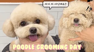 속이 뻥뚫리게 시원한 가위질 푸들가위컷 / a poodle teddy bear cut / 애견미용 /doggrooming / groomer