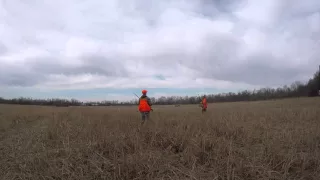 Ohio pheasant hunting