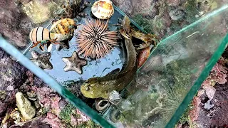 MENEMUKAN BINTANG LAUT BULU BABI KELOMANG IKAN GOBI DI LAUT SURUT