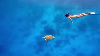 Diving into wonderland with these graceful sea turtles in the Maldives