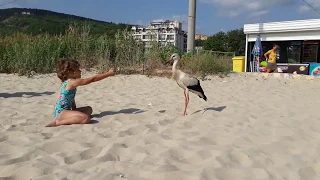 Большой аист близко на пляже. Море в сентябре, Кранево, Болгария. Bulgaria. Kate BY.